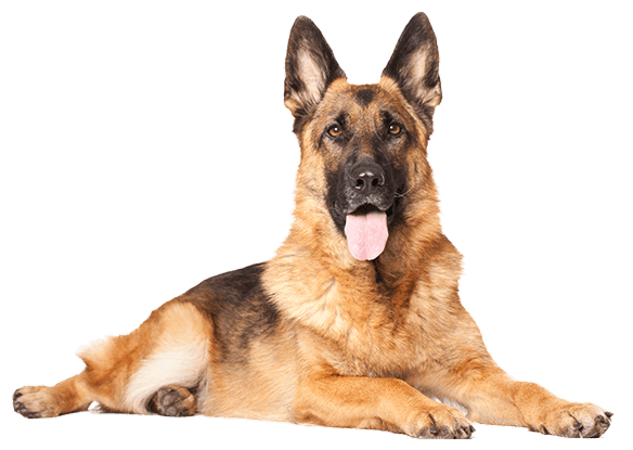 German Shepherd Rehoming Center