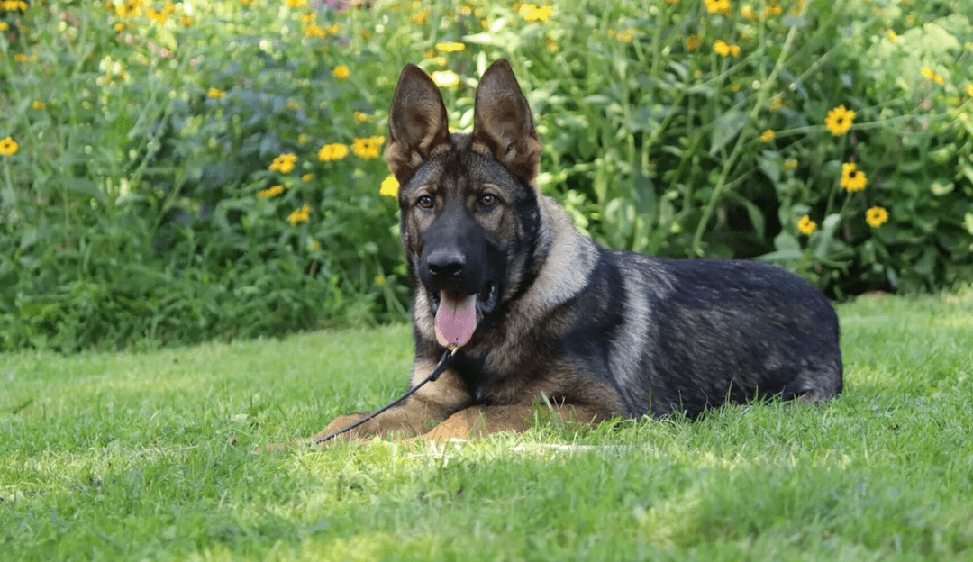 German Shepherd Puppies For Adoption German Shepherd Rehoming Center german-shepherd-puppies-for-adoption-german-shepherd-rehoming-center