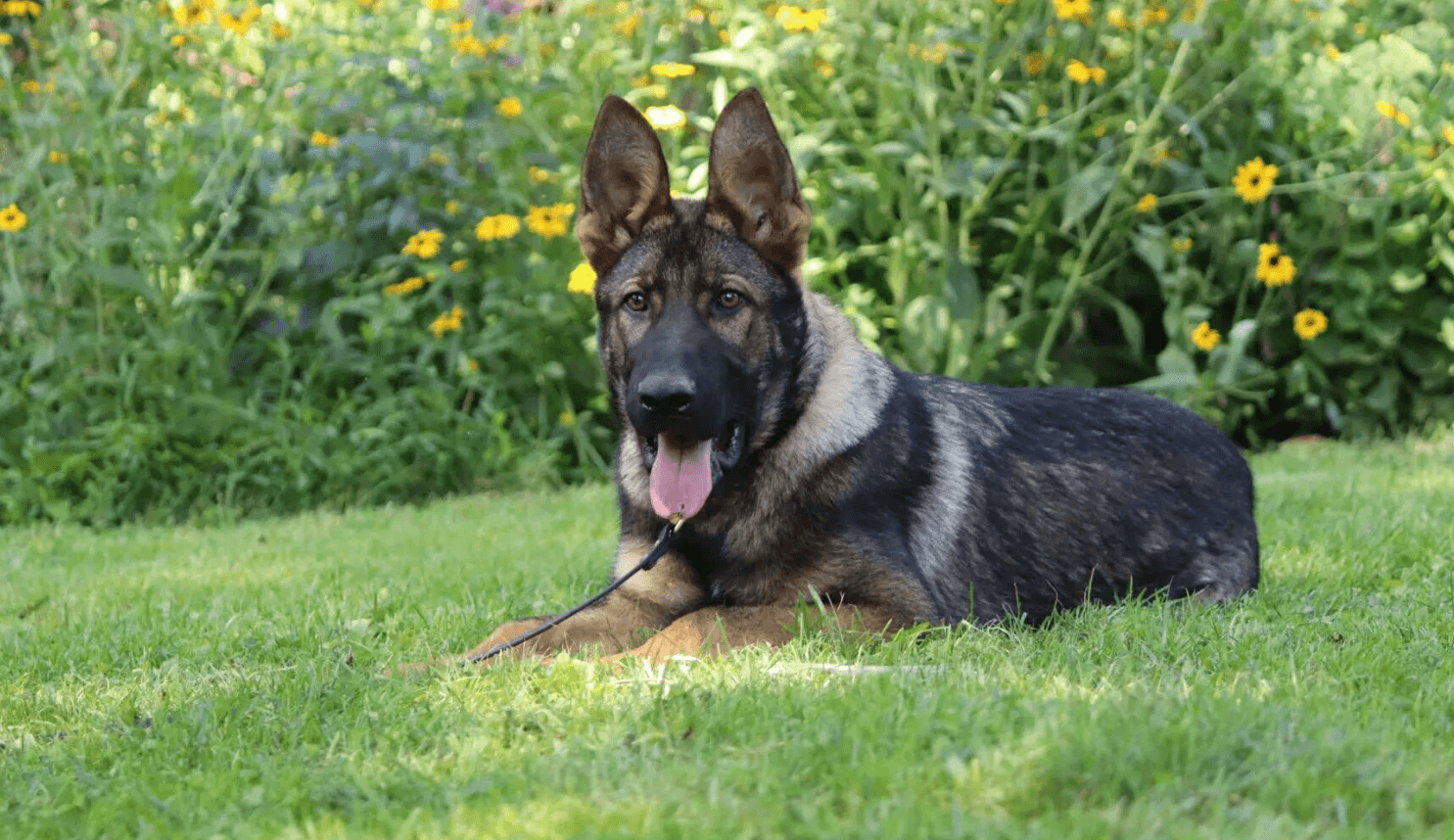 German Shepherd Rehoming Center